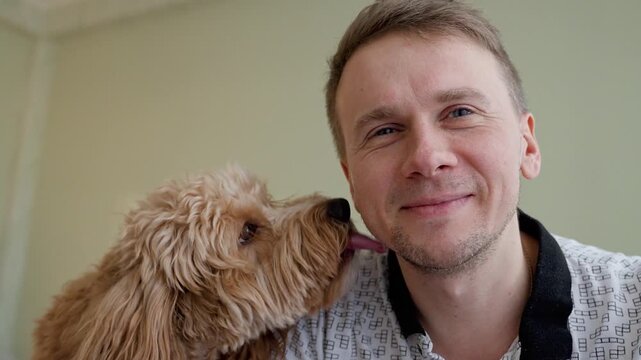 A curly-haired brown Labradoodle or kawapoo dog licks a young man's cheek at home