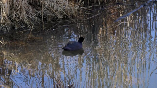 A Eurasian coot swims gently across a calm pond creating circular ripples. Reflections of reeds shimmer across the water surface.