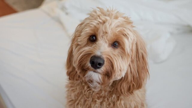 Dog of a Cavapoo or Goldendoodle breed in home on the white bed. Close-up of curly brown dog cross between a poodle and a spaniel.