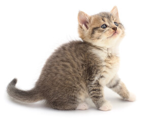 Obraz premium Small cute tabby kitten sitting isolated on white background looking up