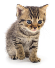 Obraz premium Small fluffy tabby kitten sitting isolated on white background