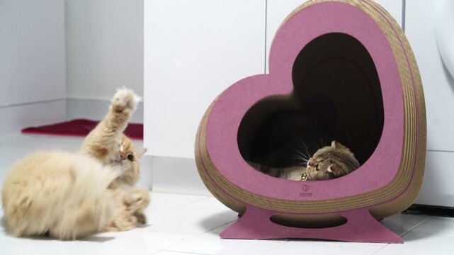 Fluffy long hair cats, cream and brown feline pets, relaxing and playing in cozy modern house with heart shaped pink cat house, animal interaction on white tiled floor, fluffy pet curiosity