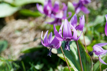 満開のカタクリの花
