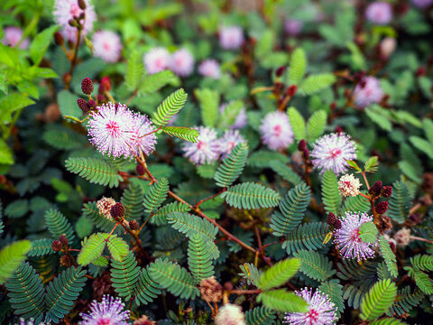 Shameplant foliage (mimosa pudica)-sensitive plant blossom
