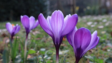 Fiori di primavera crocus viola