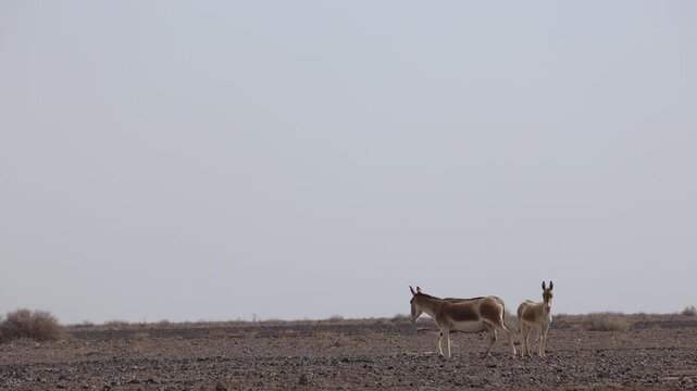 Iranian onager (Asiatic wild ass) walking and grazing in arid desert landscape, wildlife in Iran, natural habitat, close up and wide shots