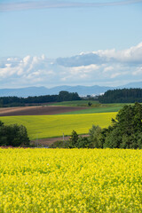 黄色いナノハナが咲き乱れる丘陵地帯
