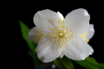 黒背景の白い花　バイカウツギ
