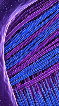 Detailed 3D CGI Visualization of Healthy Muscle Fiber Cross Section with Blue and Purple Myofibrils Detailed Cellular Structures Medical Education Animation