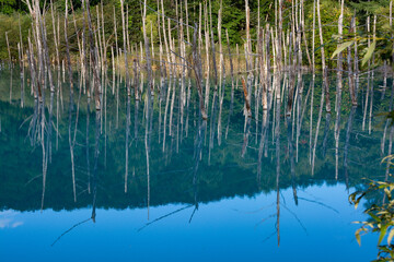 木々を映す青い池の湖面　美瑛町
