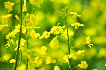 満開のナノハナのクローズアップ
