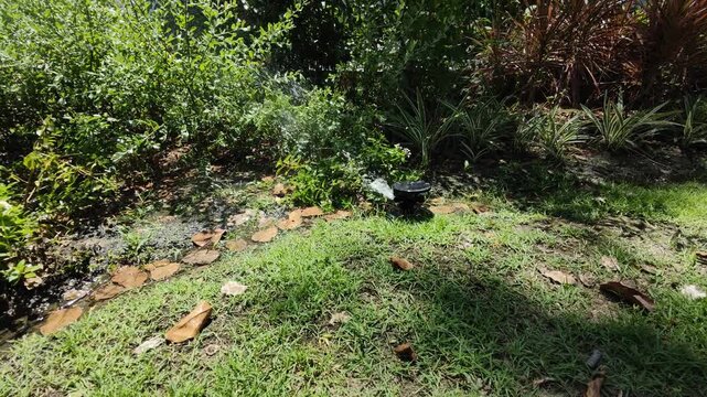 Sprinkler/Automatic watering of plants/sprinkler spraying water