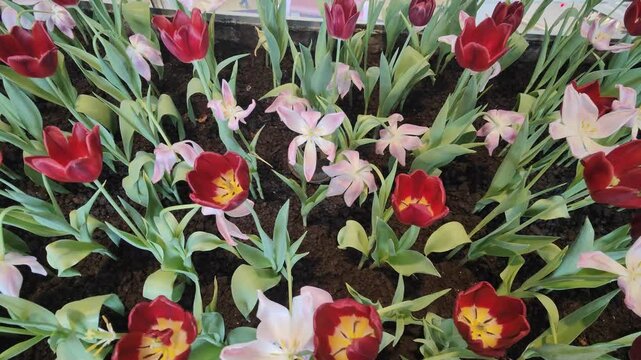 red and yellow tulips\Indoor tulip gardens offer a variety of colors, including red and white.