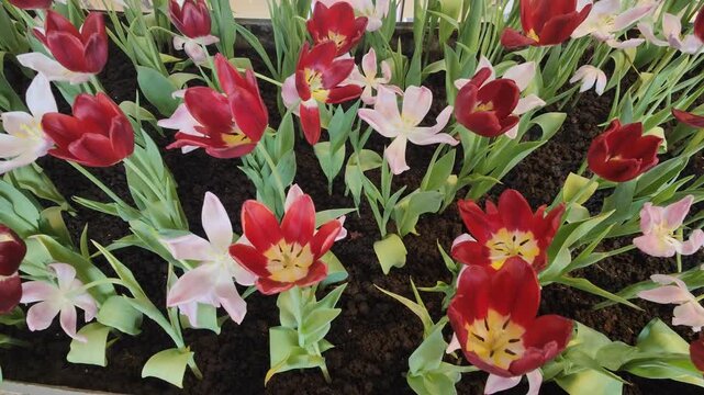 red and yellow tulips\Indoor tulip gardens offer a variety of colors, including red and white.