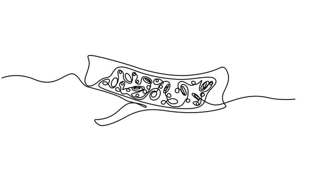 Cross-section of artery with blood cells flowing inside medical illustration healthcare biology anatomy continuous one line drawing animation