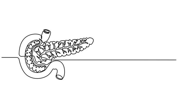 pancreas continuous one line drawing, Human pancreas one line art. Continuous line drawing of human, internal, organs, pancreas, full length animation video, motion graphic, Pancreas organ icon line