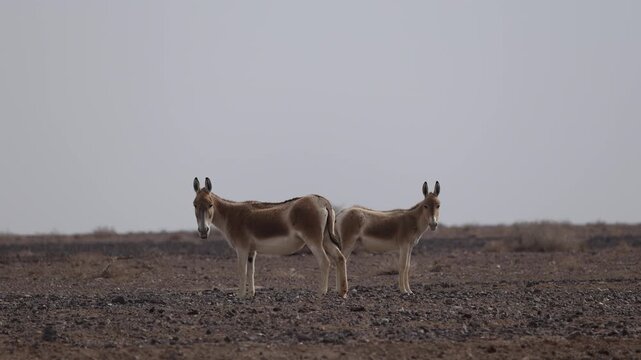 Iranian onager (Asiatic wild ass) walking and grazing in arid desert landscape, wildlife in Iran, natural habitat, close up and wide shots