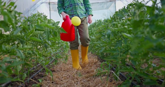 gardener farmer boy in a greenhouse waters tomato plants with watering can, planting and cultivation