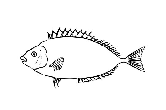 Rabbitfish &ndash; Venomous Marine Fish Vector Line Art