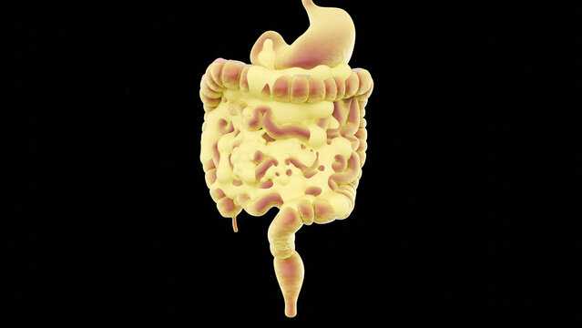 A 3d rendering of visceral fat, shown as it would naturally accumulate around the stomach and intestines. The biological impact of adipose tissue on internal organs.