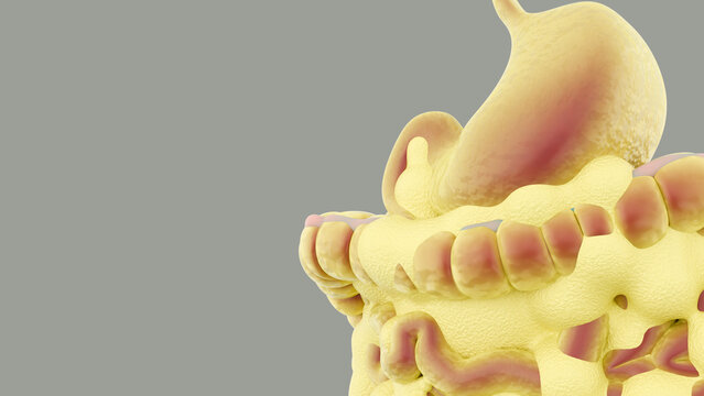 A 3d rendering of visceral fat, shown as it would naturally accumulate around the stomach and intestines. The biological impact of adipose tissue on internal organs.