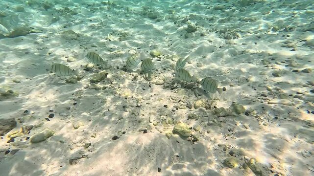 Convict surgeonfish (Acanthurus triostegus) swimming over sandy seabed in Maldives