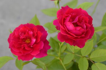 Obraz premium Vibrant red roses blooming beautifully against green foliage in natural light
