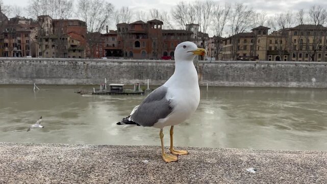 a seagull poses on the parapet of the Tiber River in Rome
