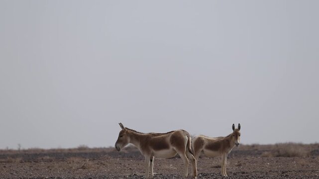 Iranian onager (Asiatic wild ass) walking and grazing in arid desert landscape, wildlife in Iran, natural habitat, close up and wide shots
