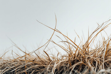 Close Up of Dry Grass Against Pale Sky, Drought and Environmental Crisis Concept