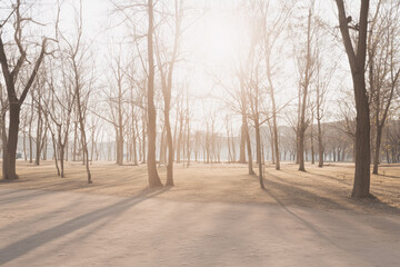 Fototapeta premium Bare Trees in Dry Urban Park, Drought and Environmental Decline Concept