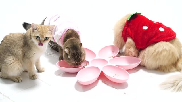 Three adorable cats, two colorful sweaters, gather as domestic feline pets around pink flower shaped animal food bowls white floor, eating together and creating playful, cozy, and cheerful atmosphere
