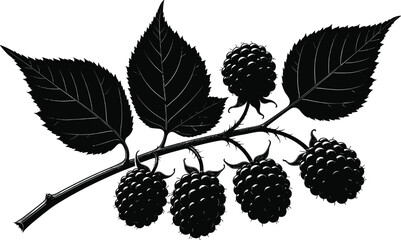 Detailed Black Blackberry Branch Silhouette with Ripe Berries and Sharp Leaves in Woodcut Engraving Style Illustration Isolated on White Background for Botanical Graphic Design (25 words) © MdHasanAli