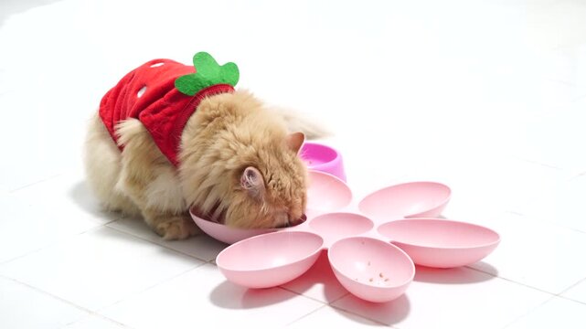 Fluffy cat red costume eating from pink flower shaped bowl white floor, adorable feline pet animal enjoying meal, playful domestic fluffy mammal with healthy fur, indoor feeding scene surrounded by