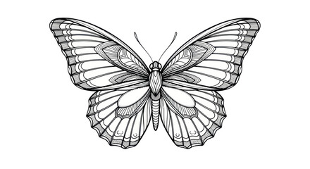 Detailed Line Art Butterfly Illustration © Kamar