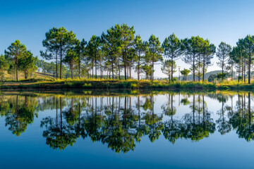 Obraz premium Scenic view of tall pine trees reflecting perfectly in the calm lake water under a clear blue sky during a bright sunny day in a peaceful natural environment