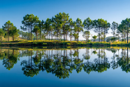 Scenic view of tall pine trees reflecting perfectly in the calm lake water under a clear blue sky during a bright sunny day in a peaceful natural environment