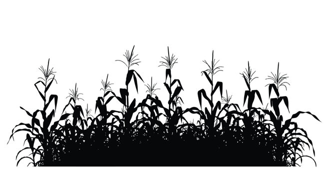 A field of corn stalks shown in stark black silhouette