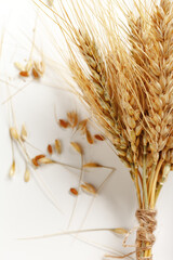 Naklejka premium Wheat stalks and grains on a plain background showing the harvest process and nature