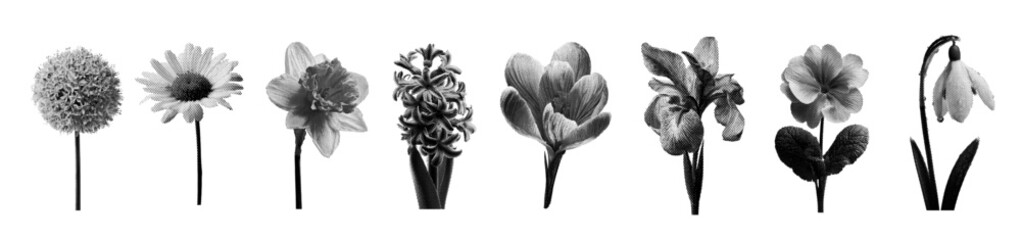 Naklejka premium Spring flowers collection with halftone pattern. botanical illustrations on white background for modern design use