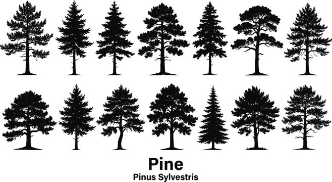 Black silhouette vector set of various pine trees and Pinus Sylvestris conifer species in different shapes and sizes isolated on a white background