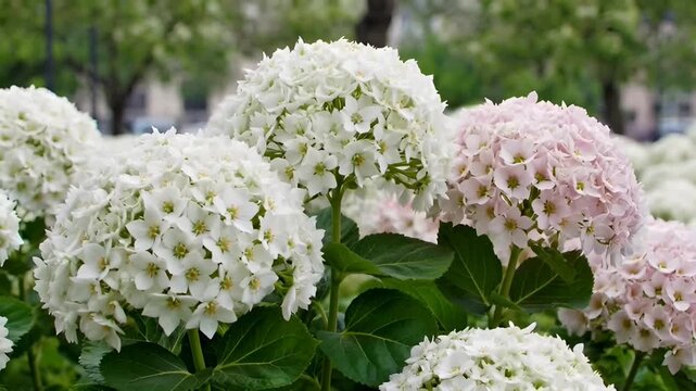 A cinematic slow-motion view of lush hydrangeas in full bloom outdoors in a lush green garden