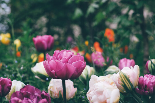 Beautiful colorful meadow with terry tulips in full bloom, close-up view. Natural floral background.