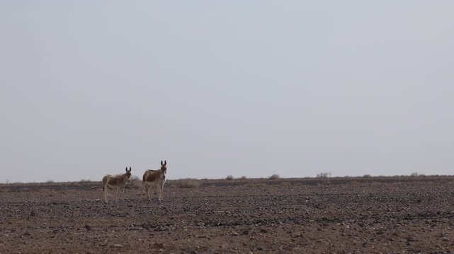 Iranian onager (Asiatic wild ass) walking and grazing in arid desert landscape, wildlife in Iran, natural habitat, close up and wide shots