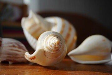 snail on the beach © KarinaSyrotiuk