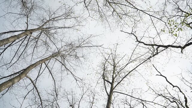 Low‑angle view of tall leafless trees reaching toward the sky in early spring, with small emerging buds visible on branches as the scene rotates counterclockwise, creating an airy seasonal atmosphere.