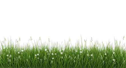 Fototapeta premium A serene field of green grass with delicate white flowers in full bloom
