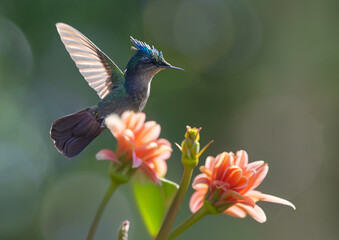 Close-up view of a flying male Antillean crested hummingbird (Orthorhyncus cristatus) at a flower - Botanical Garden of Deshaies (Caribbean island Guadeloupe)
