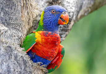 Frontal Close-up view of a Rainbow lorikeet (Trichoglossus moluccanus) in front of his nesting hole