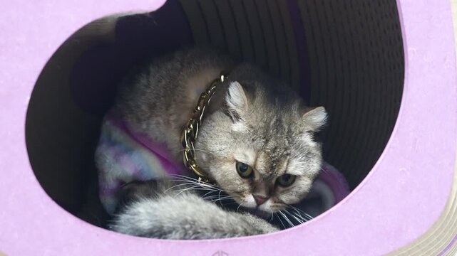 Cat gold chain heart shaped box brown fur cozy relaxed pet feline cute domestic animal resting comfortable adorable soft fluffy sleeping collar luxury accessory playful whisker ear nose inside home